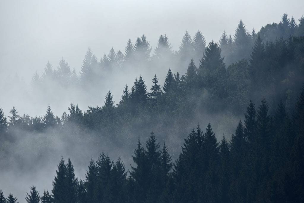 Фотообои Туман над сосновым лесом