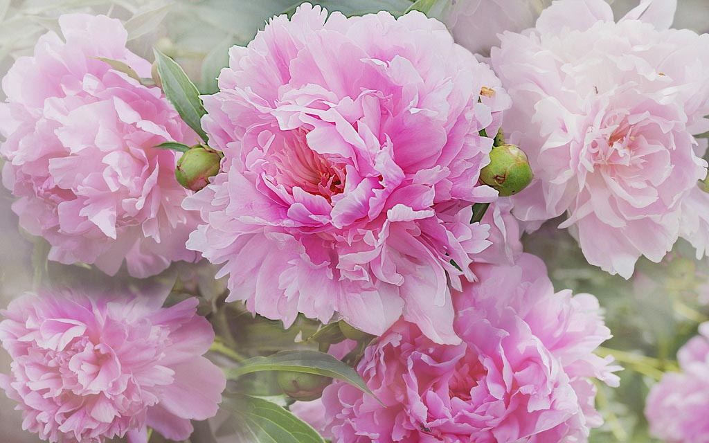 Фотообои 3д пионы розовые