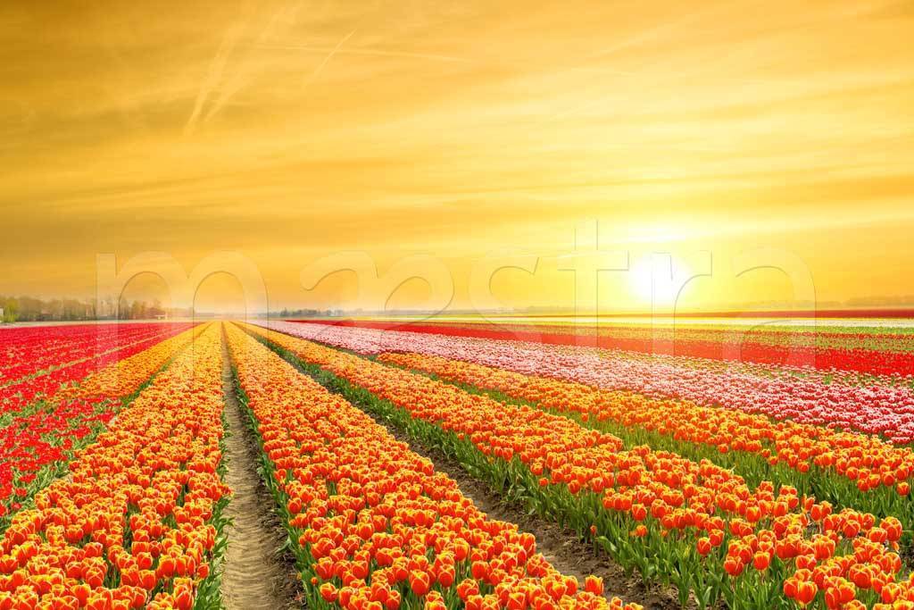 Фотообои Бескрайние поля тюльпанов