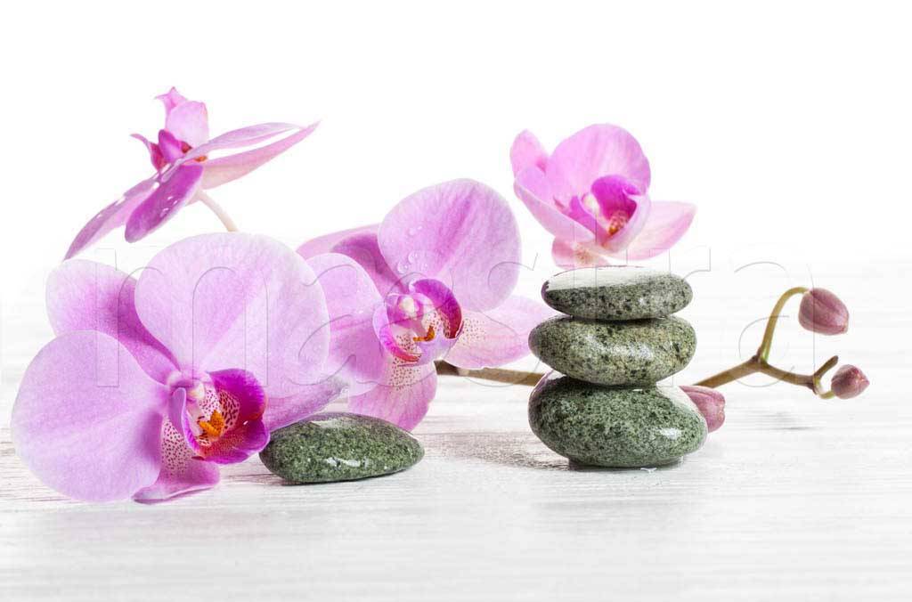 Фотообои цветки розовой орхидеи и камни