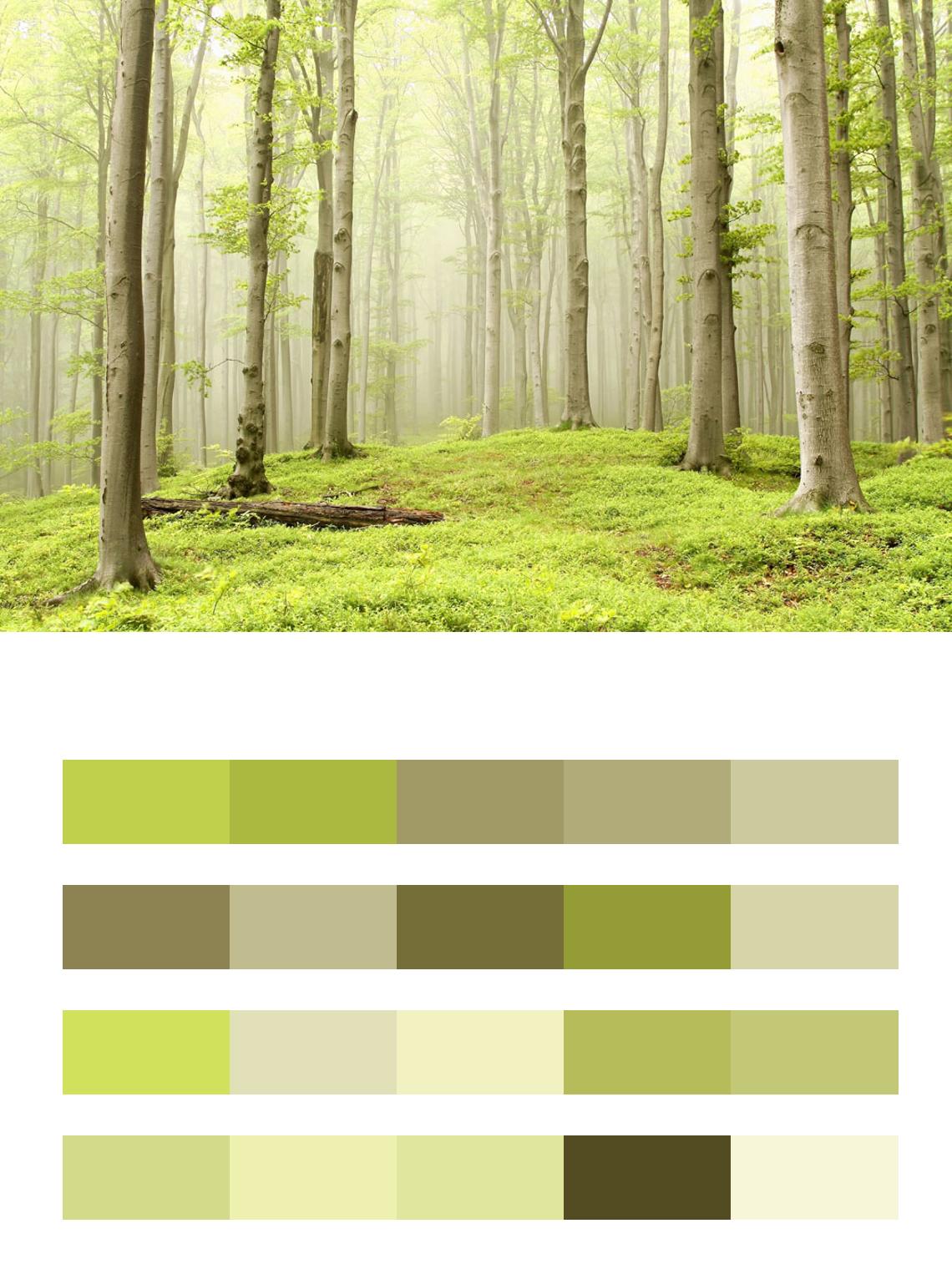 Прозрачный лес цвета