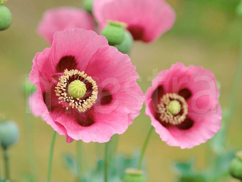 Фотообои Насыщенные розовые полевые цветы