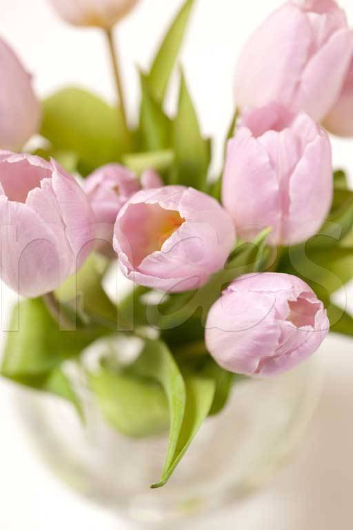 Фотообои Весенние тюльпаны