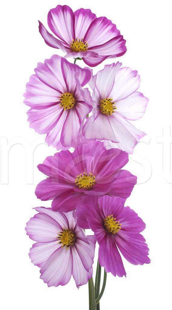 Фотообои Розовые цветы на белом фоне