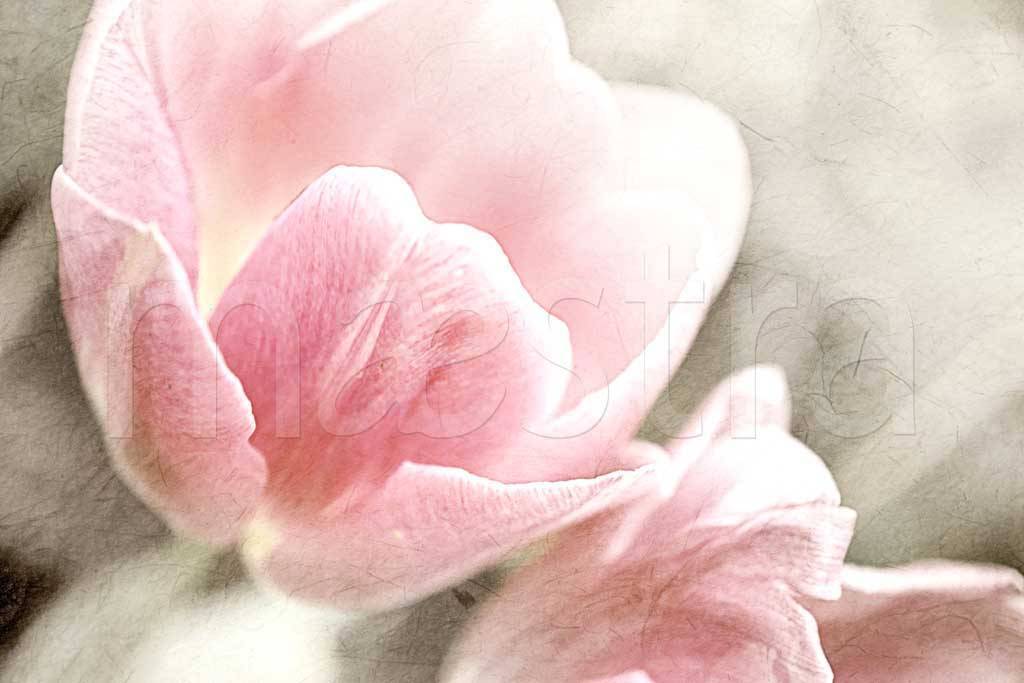 Фотообои Волшебные цветы тюльпаны