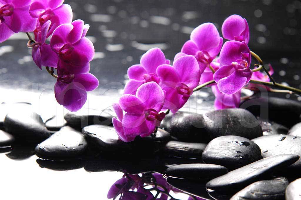 Фотообои Две ветки орхидеи на черном фоне