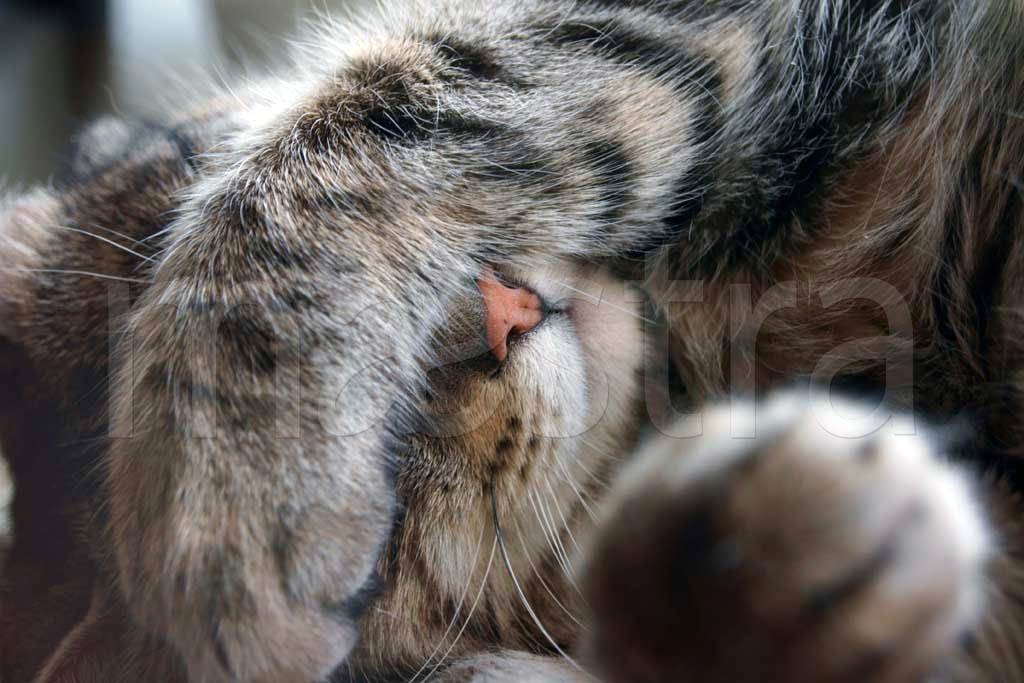 котенок 4-179