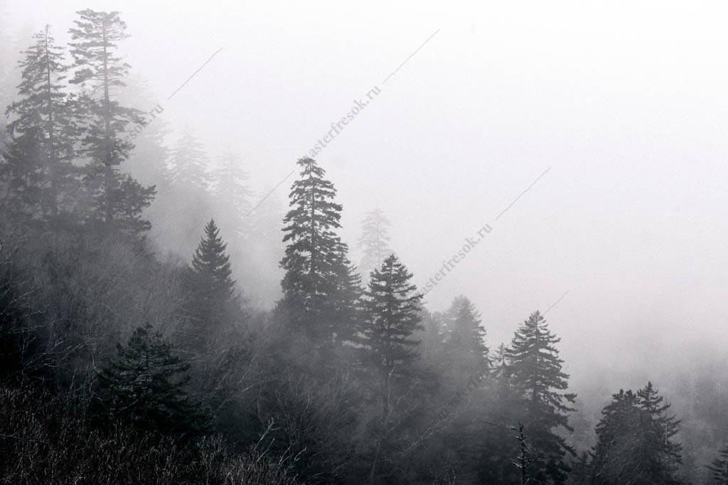 Фотообои Красота тумана