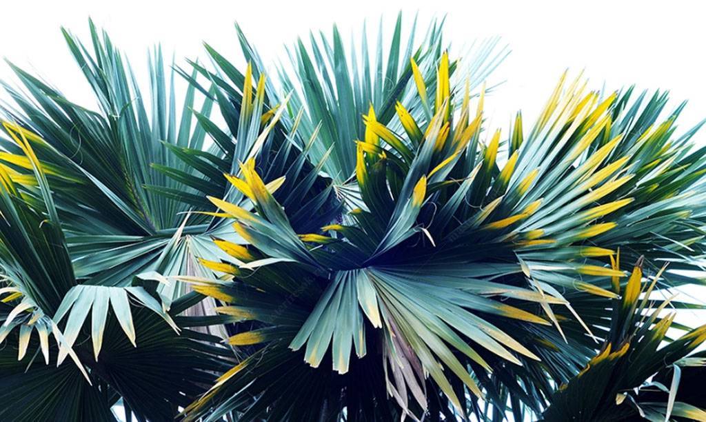 Фотообои Тропическое растение