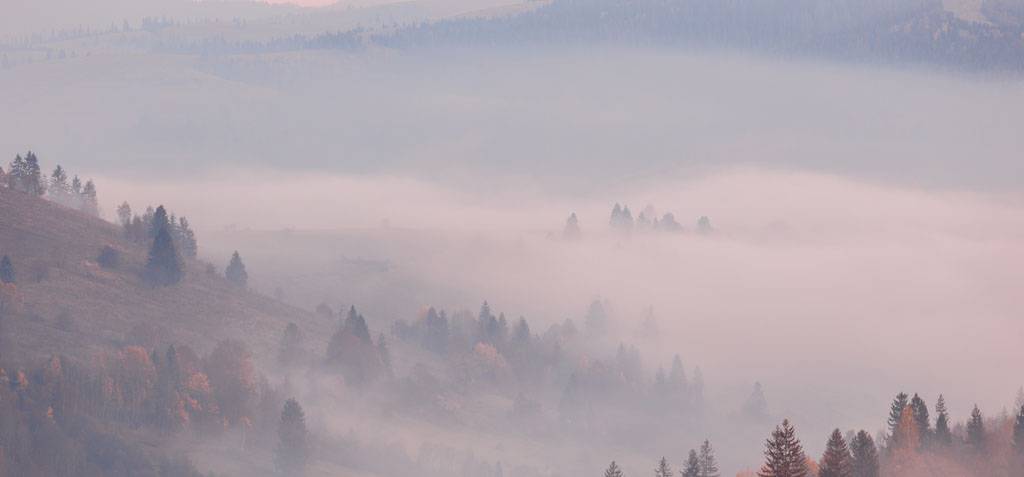 Фотообои Деревья в тумане