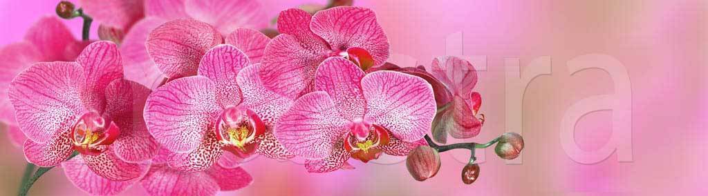 Фотообои Орхидея панорама