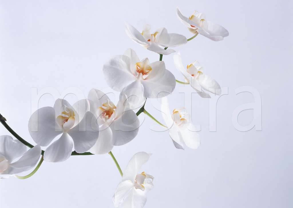 Фотообои Орхидея белая