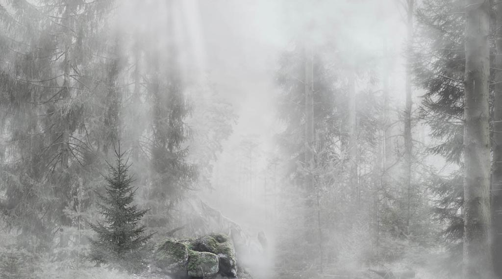 Фотообои Еловый туманный лес