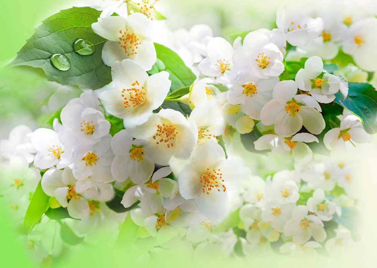 Фотообои Белые цветы на яблоне
