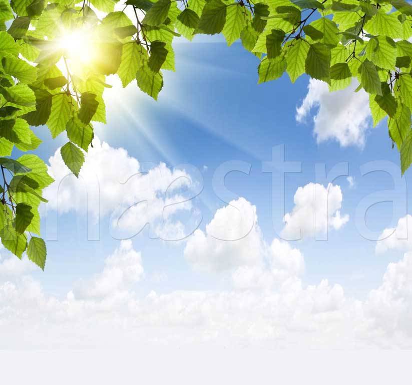 Фотообои Березовая листва на фоне неба