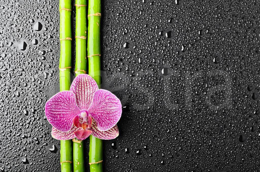 Фотообои Розовая орхидея и капли воды