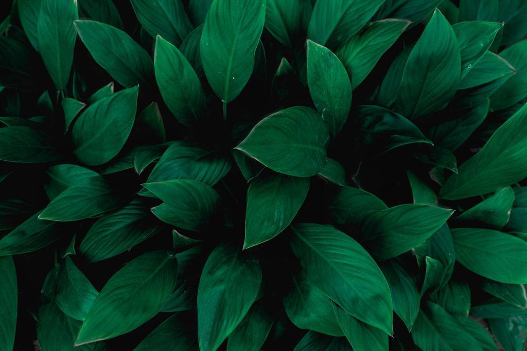 Фотообои Листья зеленые