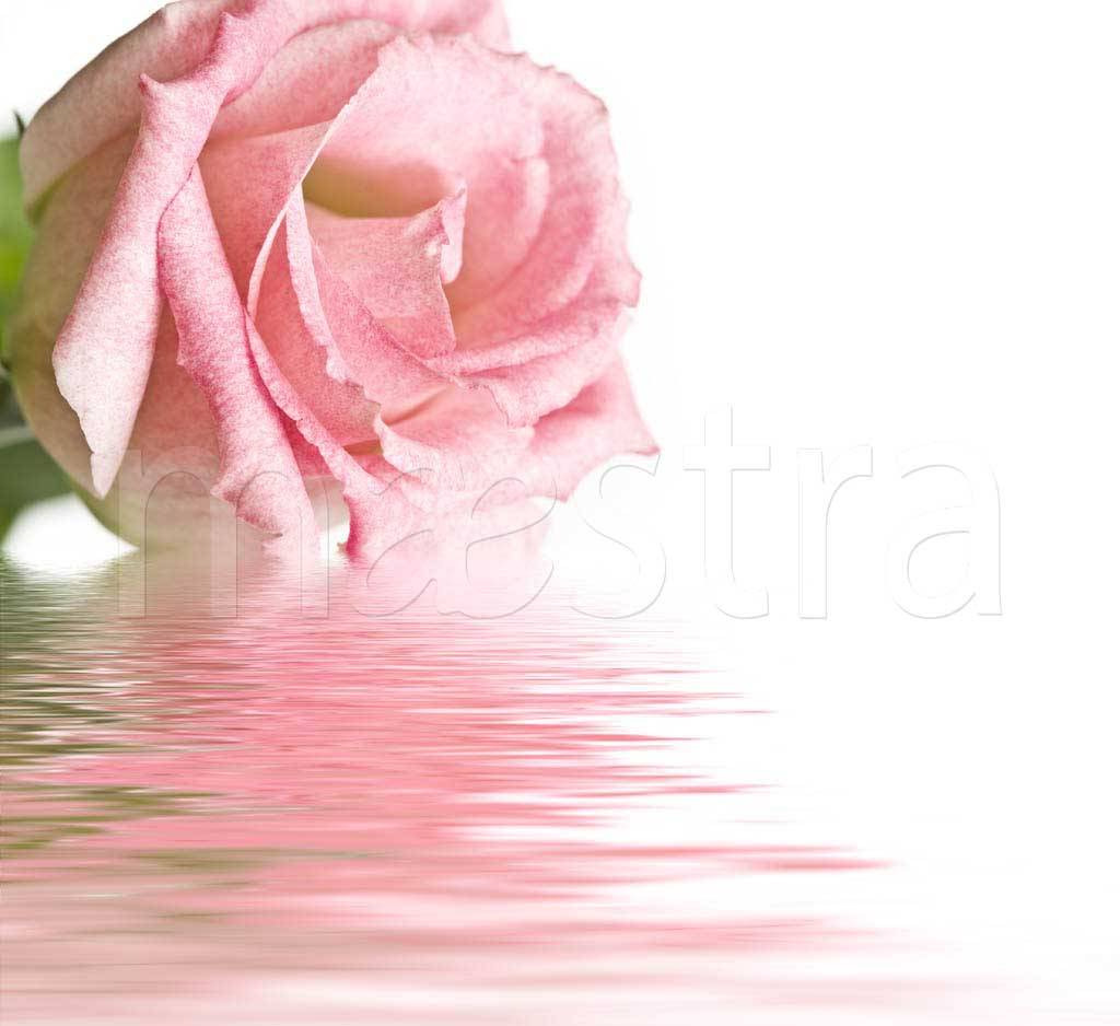 Фотообои Розовая роза на водой