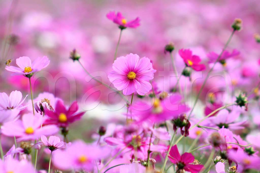 Фотообои Утренние полевые цветы 3д