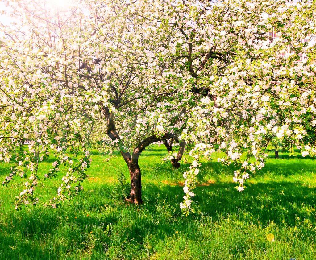 Фотообои Яблони в саду
