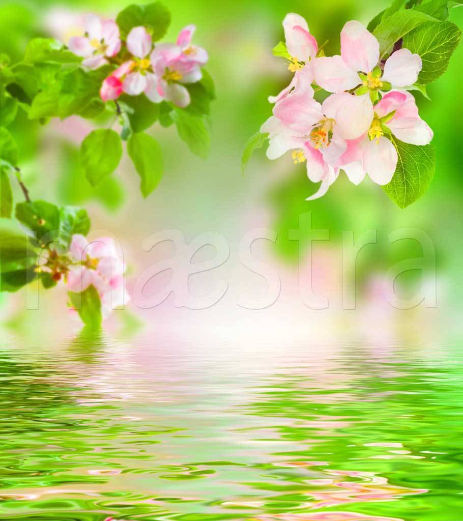 Фотообои Цветущая ветка вишни