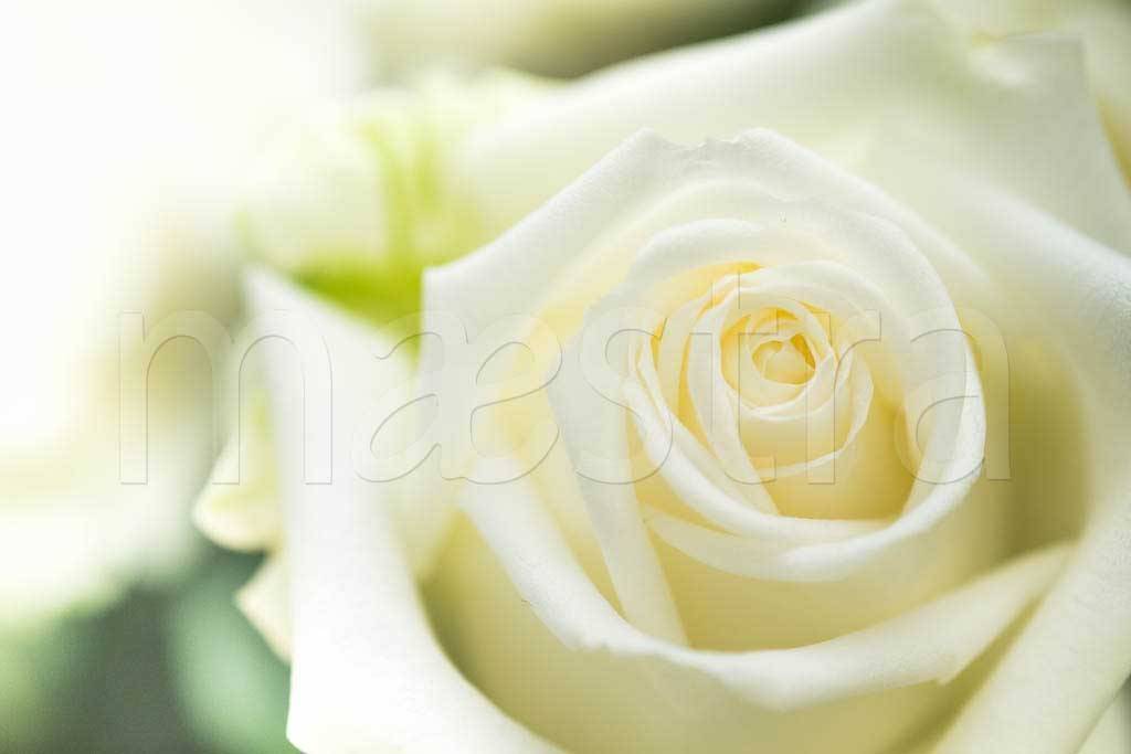 Фотообои Белая роза бутон