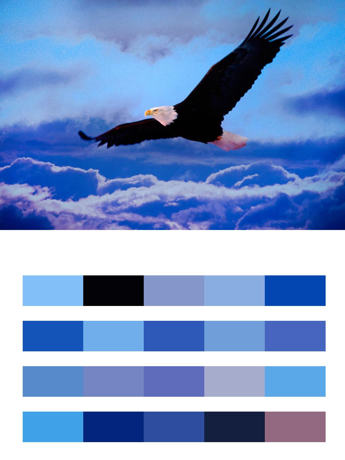 Полет орла в небе цвета