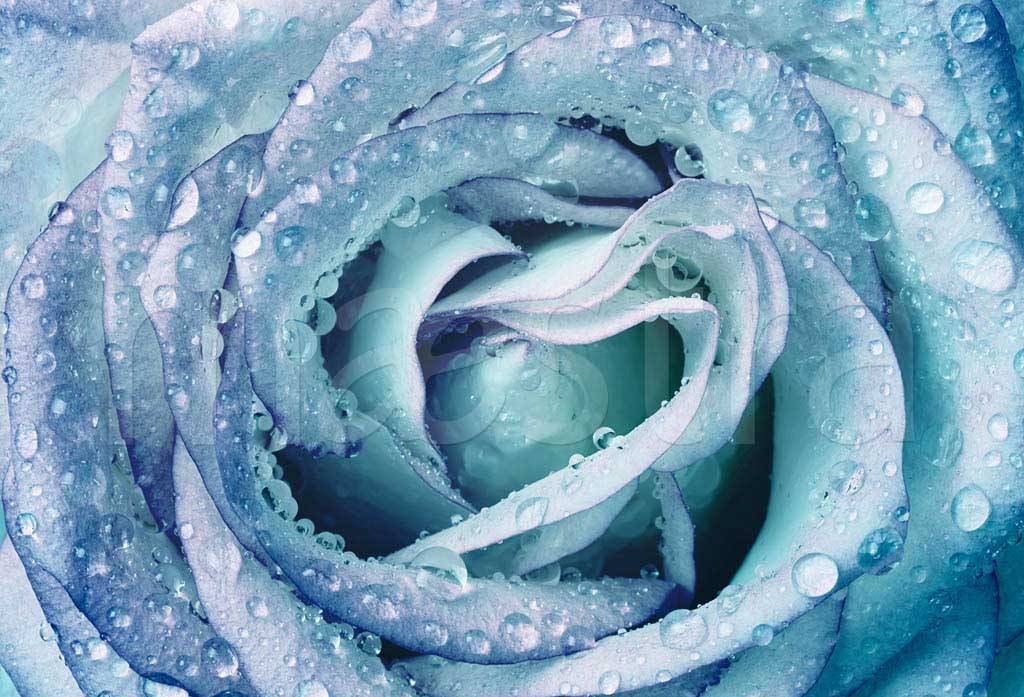 Фотообои Голубая роза с каплями росы