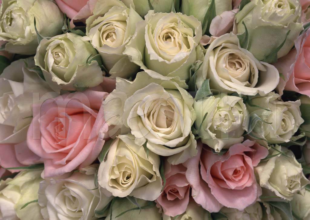 Фотообои Белые и розовые розы