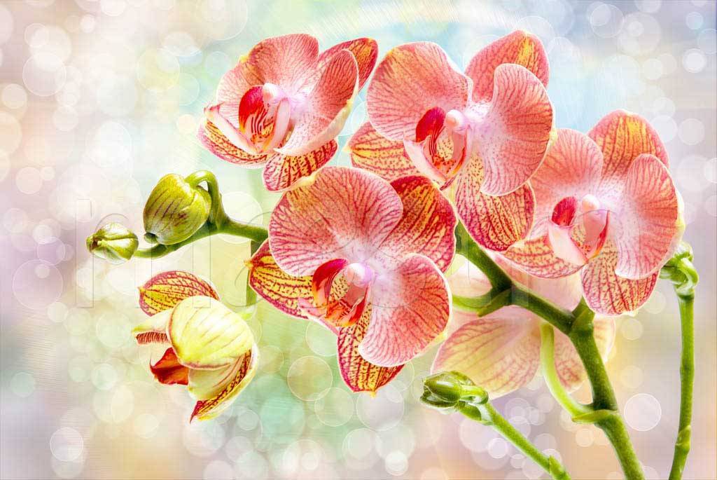 Фотообои 3д орхидея красивая