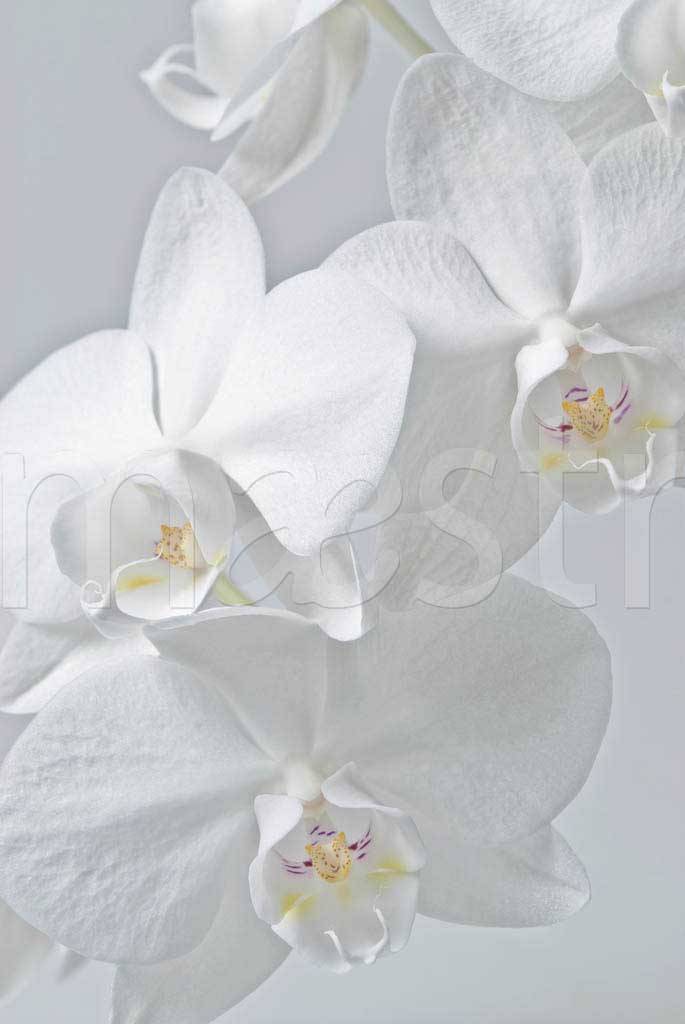 Фотообои Белая орхидея нарядная