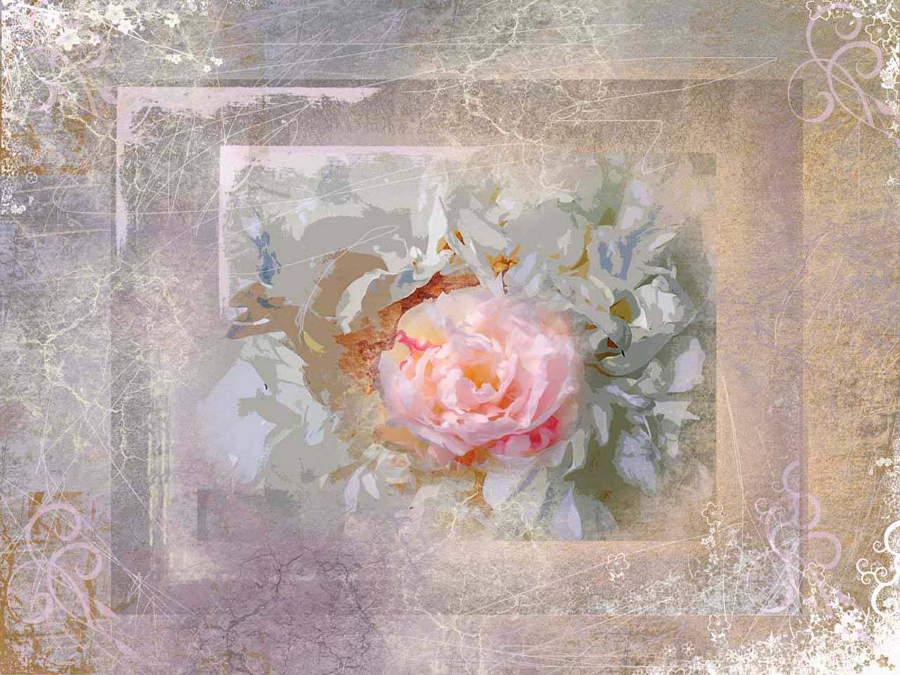 роза на сером фоне абстракция 2-114