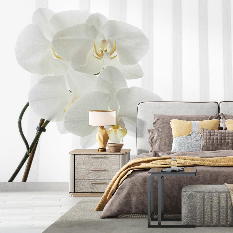 фотообои белая орхидея видная 10-158