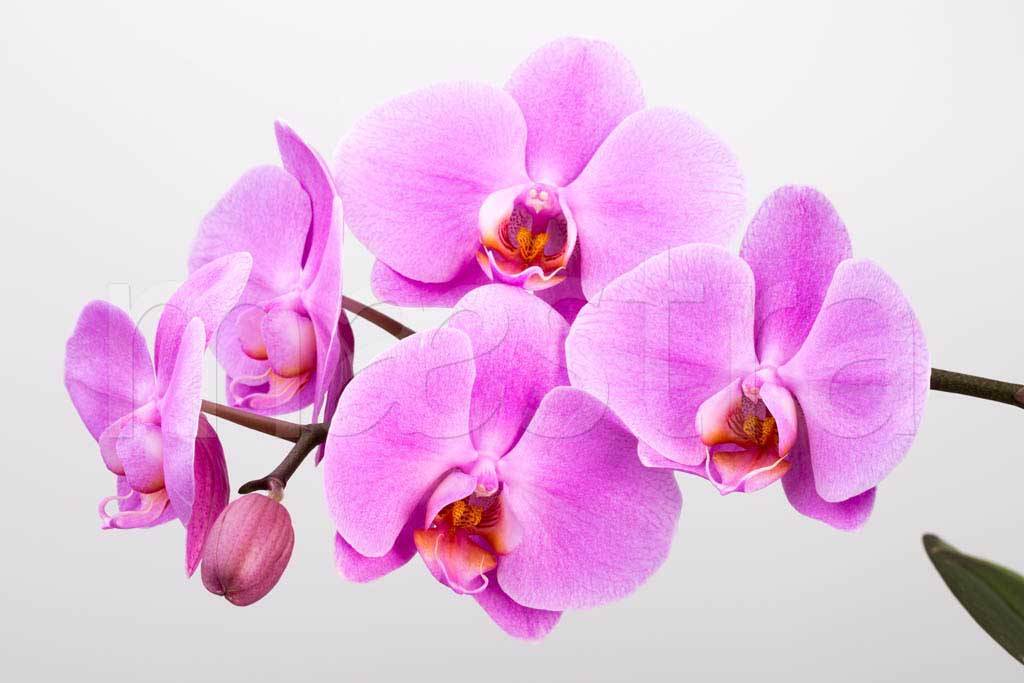 Фотообои Розовая орхидея пышная