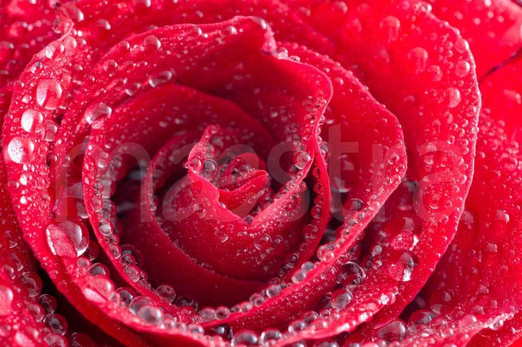 Фотообои Красная роза с каплями росы