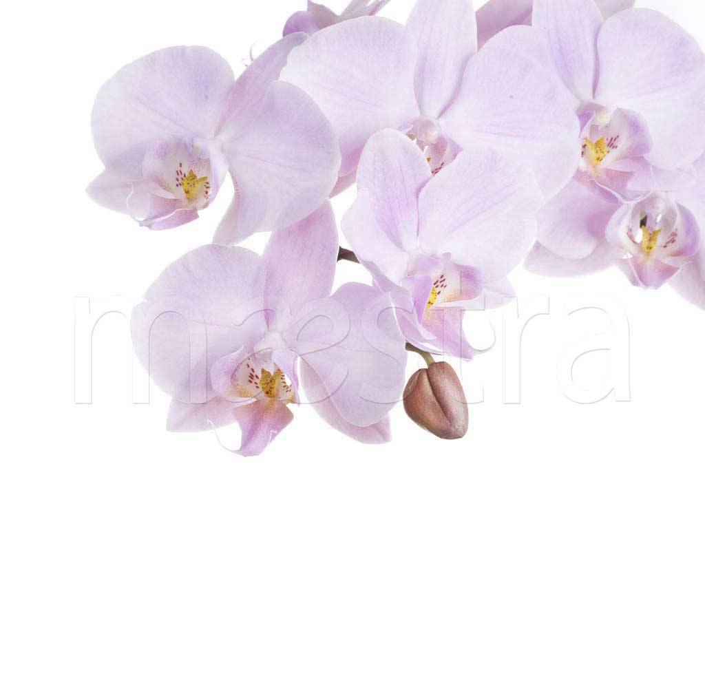 Фотообои Ветка орхидеи красивая