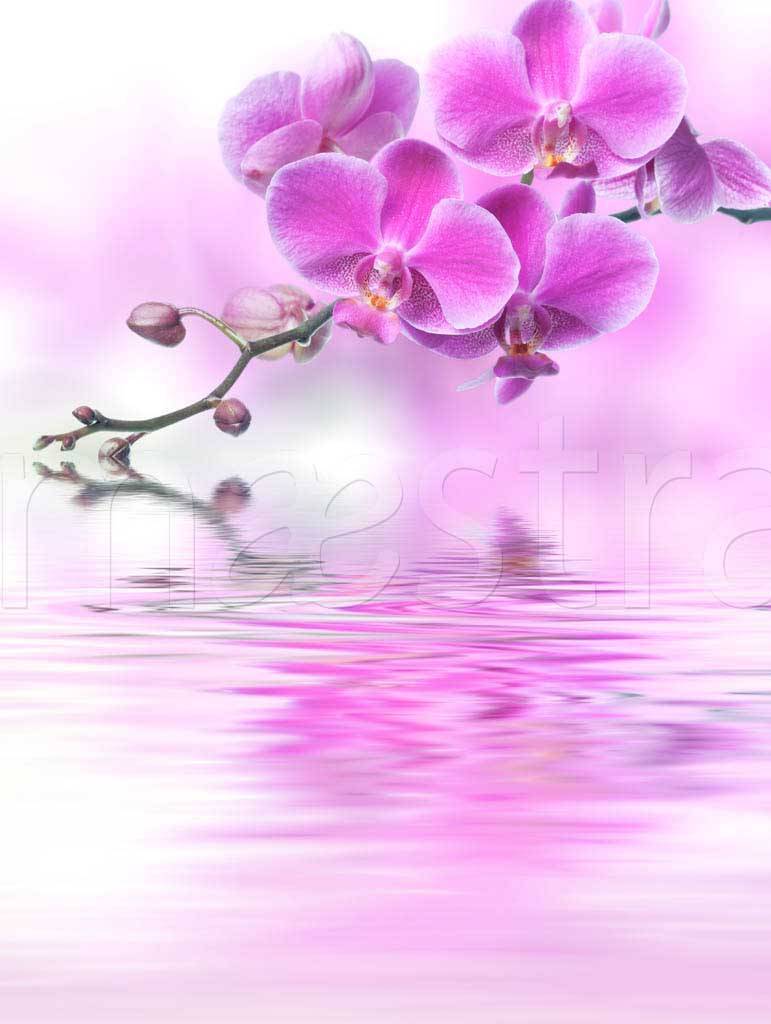 Фотообои Розовая орхидея на белом фоне над водой