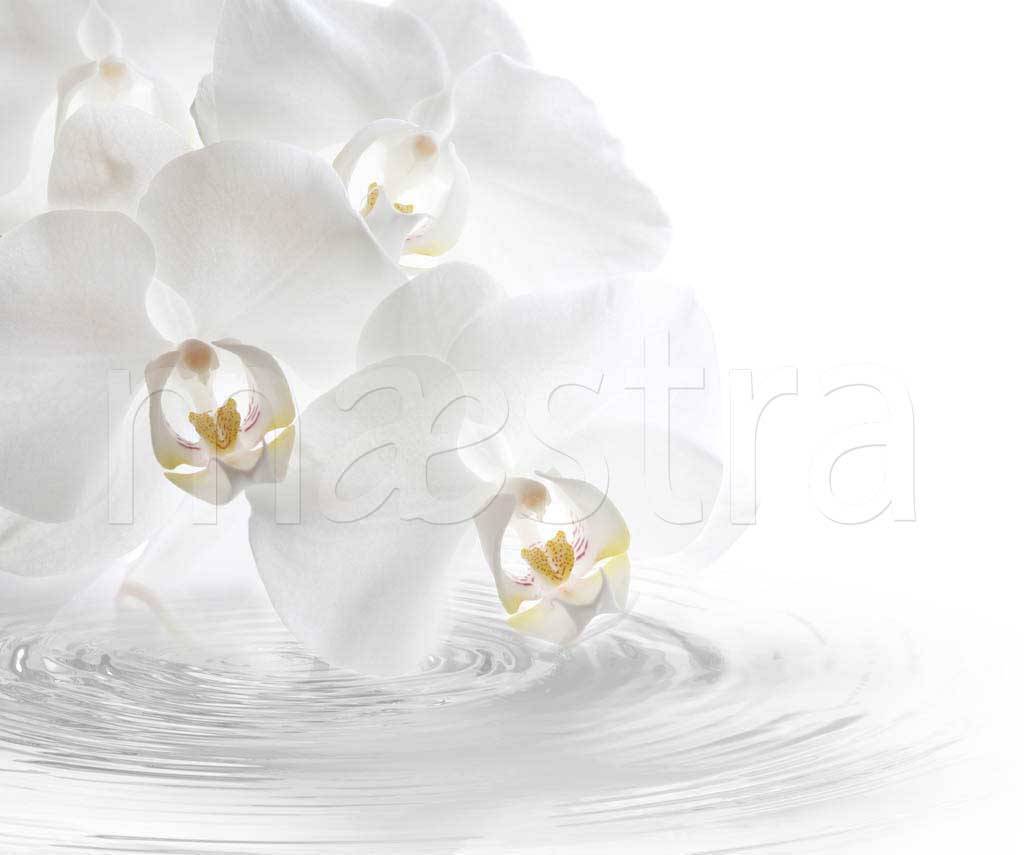 Фотообои Белая орхидея на воде
