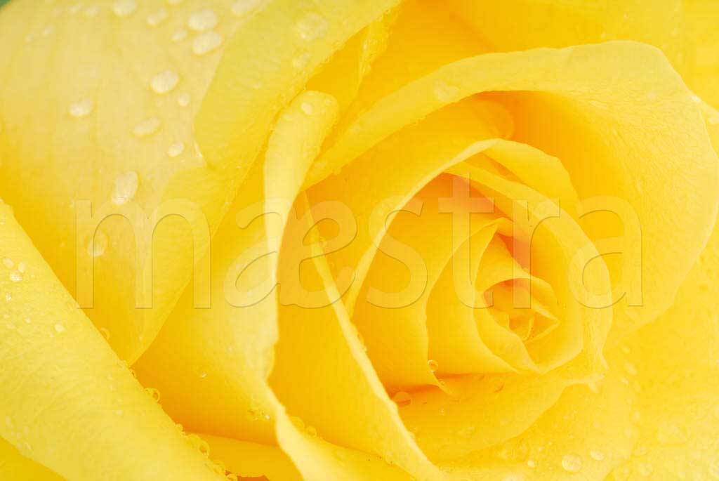 Фотообои Желтые розы художественные
