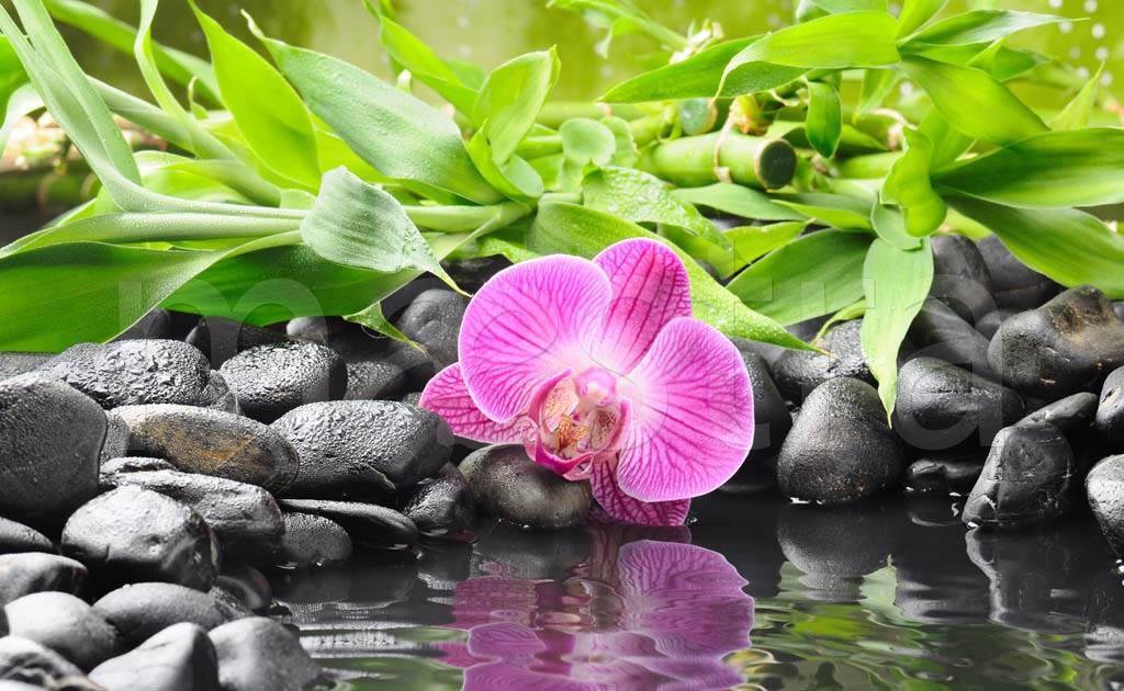 Фотообои Розовая орхидея на черных камнях