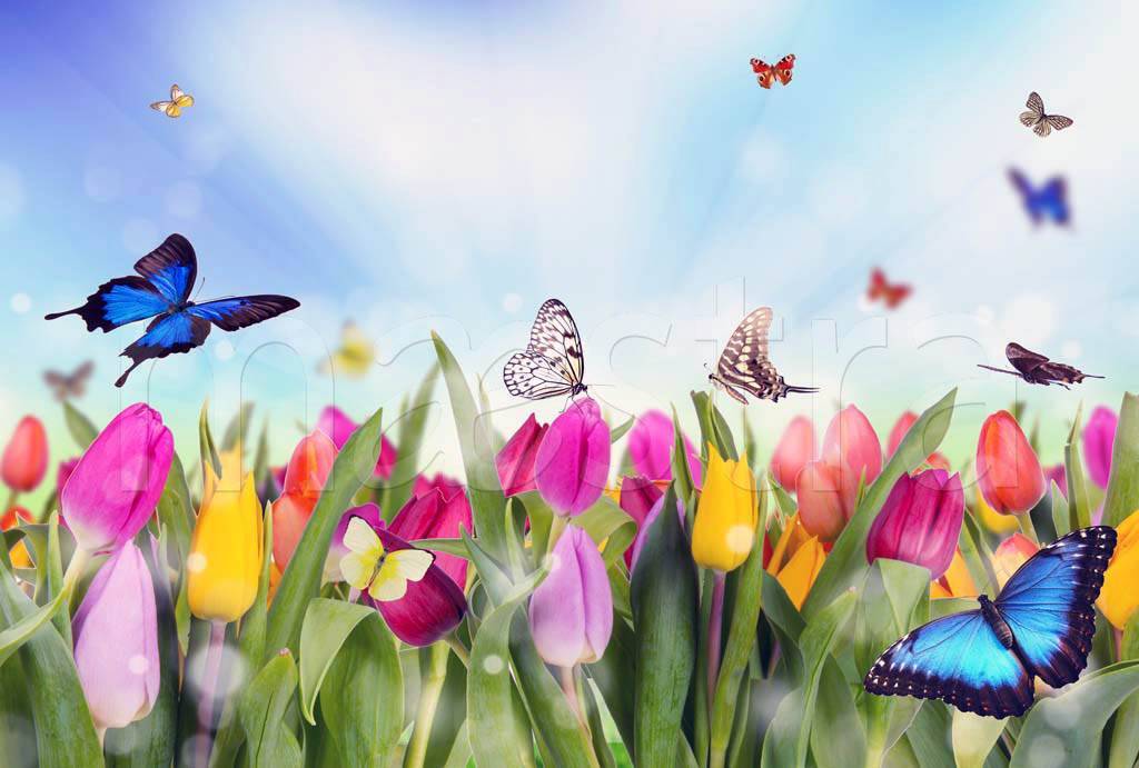 Фотообои Цветы тюльпаны и бабочки