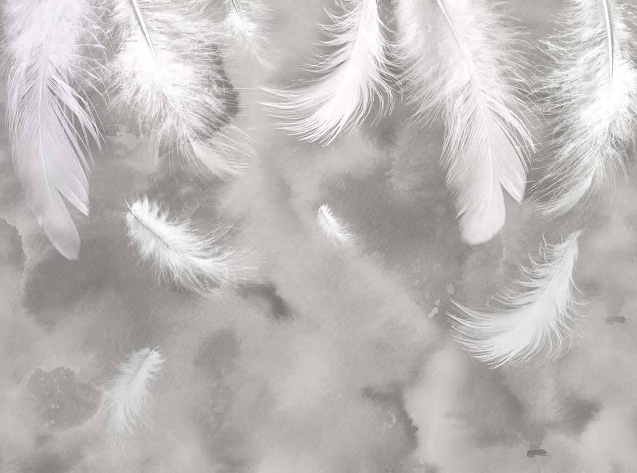 Фотообои Белые перья на сером фоне