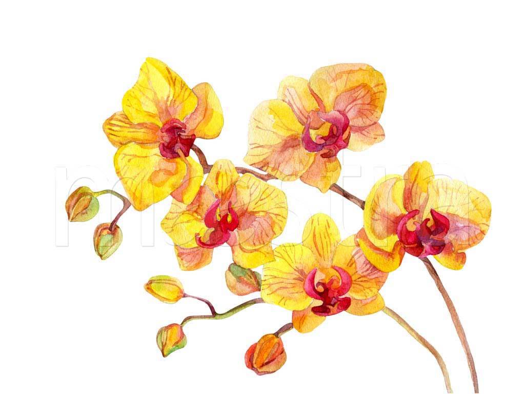 Фотообои Желтая орхидея на белом фоне