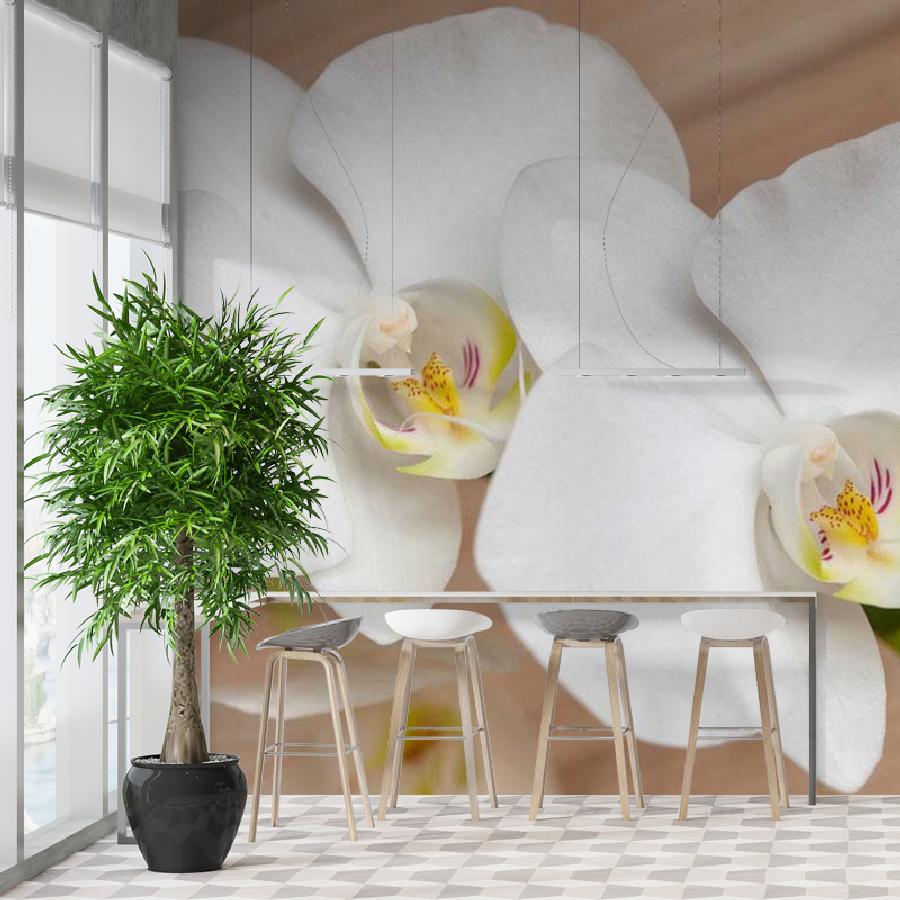 фотообои белая орхидея изящная 10-160