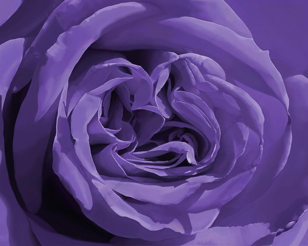 Фотообои Сиреневая роза