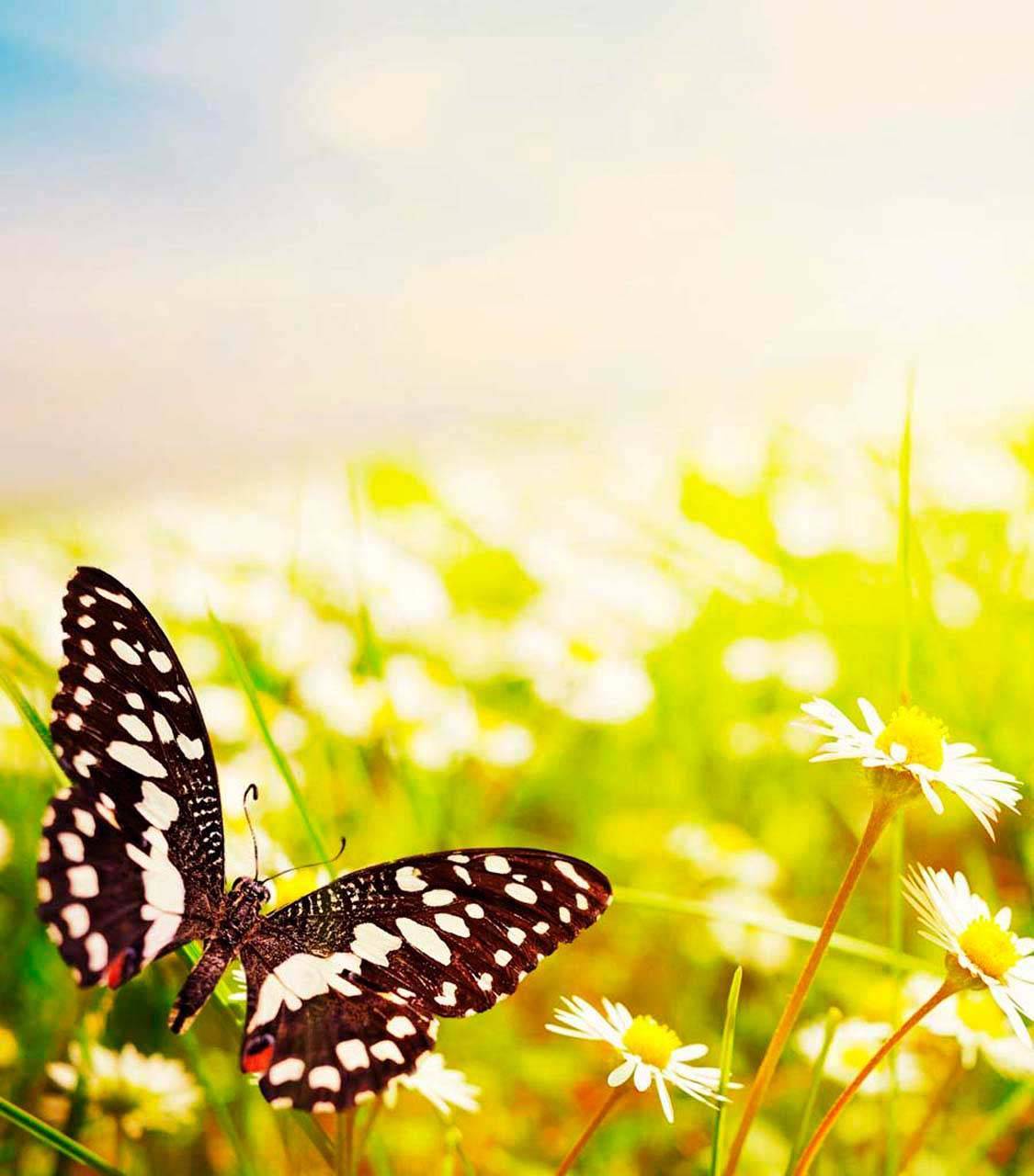 бабочка в желтом поле 2-129