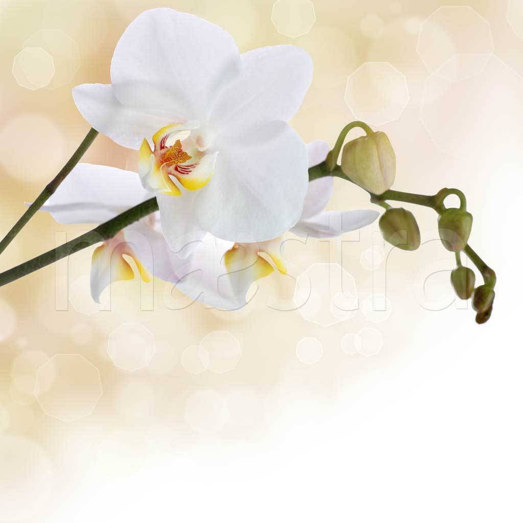Фотообои Белая орхидея привлекательная