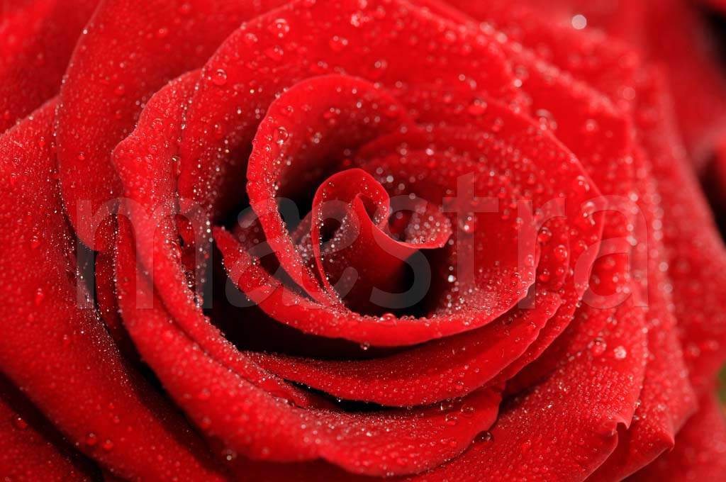 Фотообои Красная роза с каплями воды