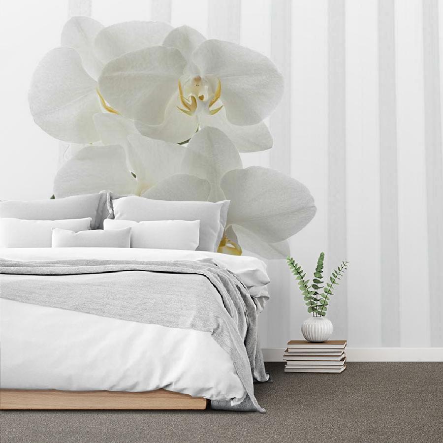 фотообои белая орхидея видная 10-158