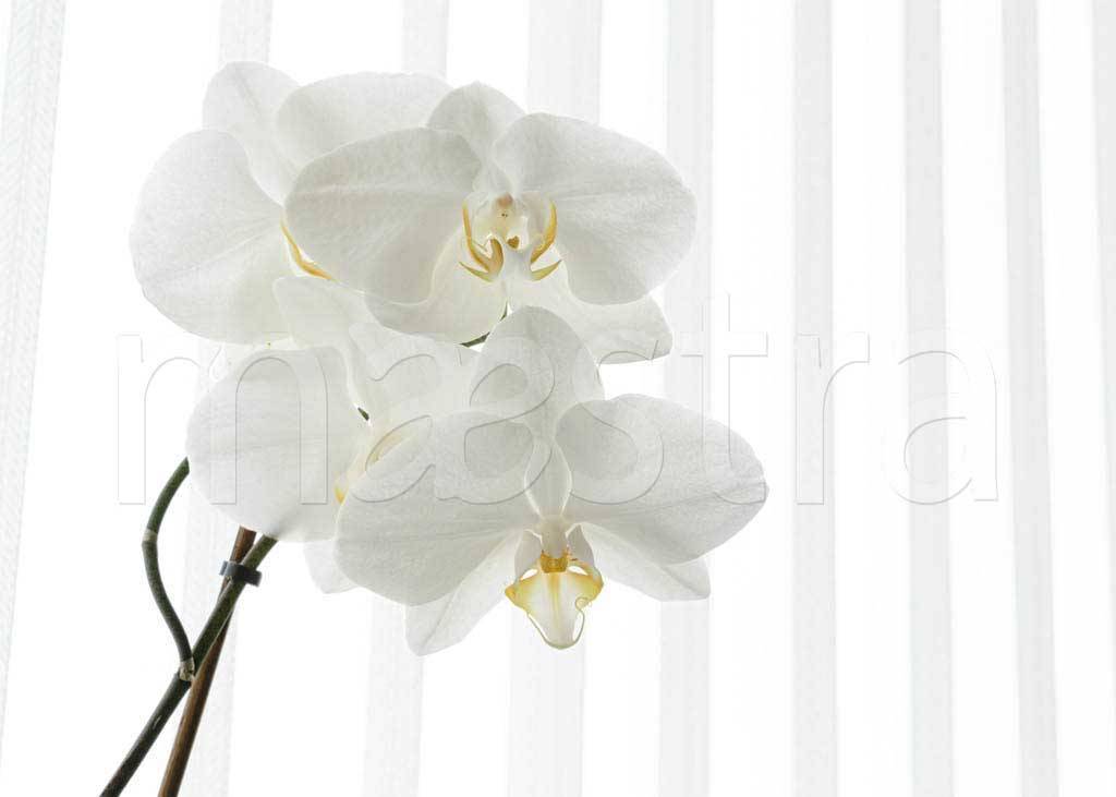 Фотообои Белая орхидея видная